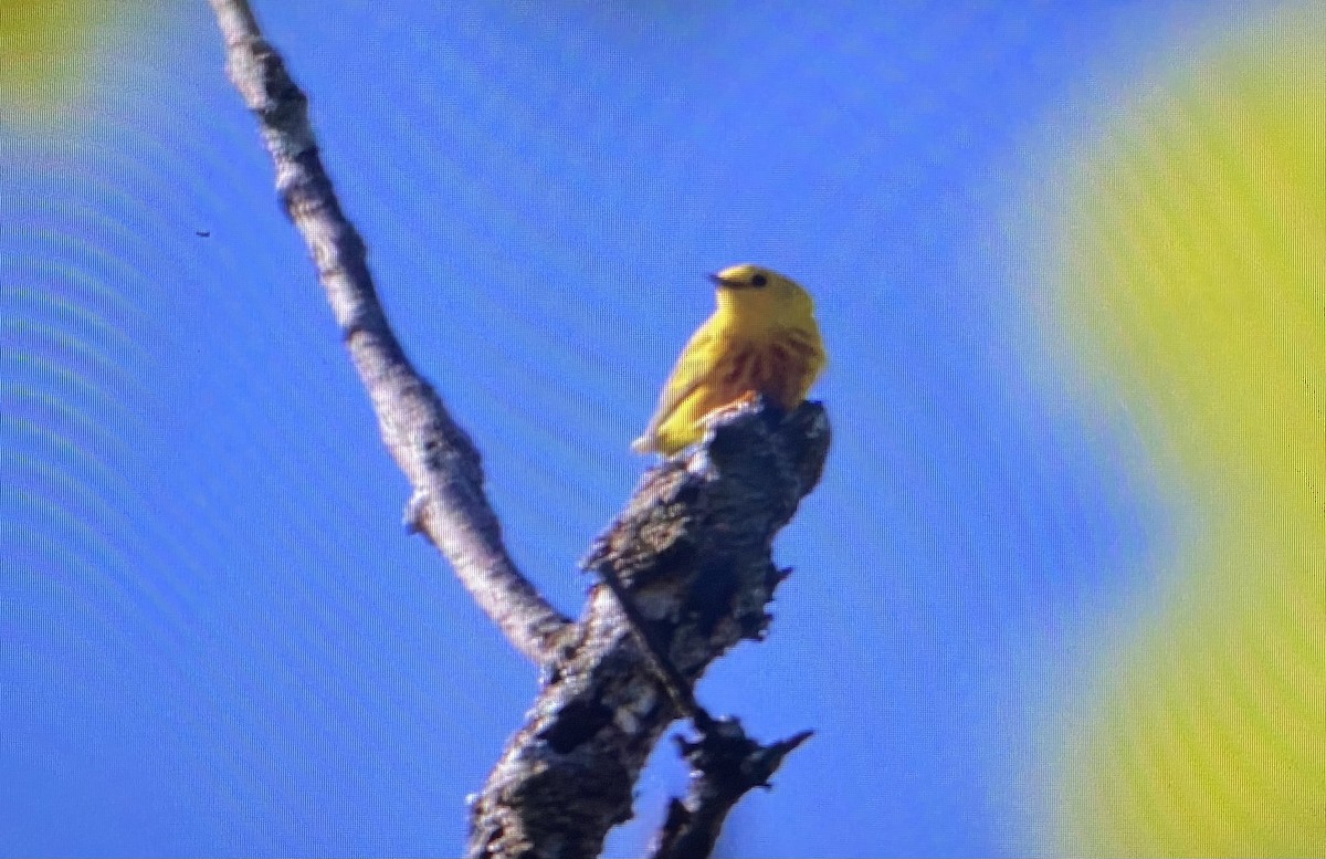 Yellow Warbler - Madaid Lopez