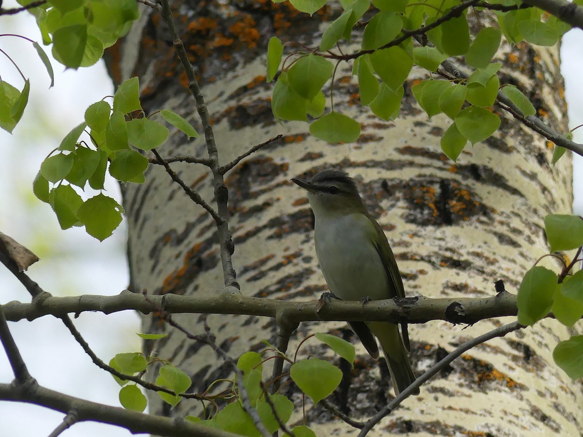 Kızıl Gözlü Vireo - ML619604208