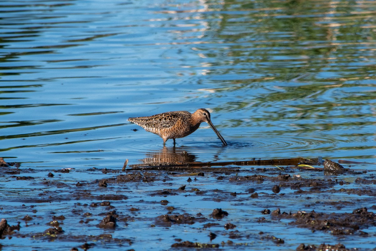 Long-billed Dowitcher - JM Fleischer