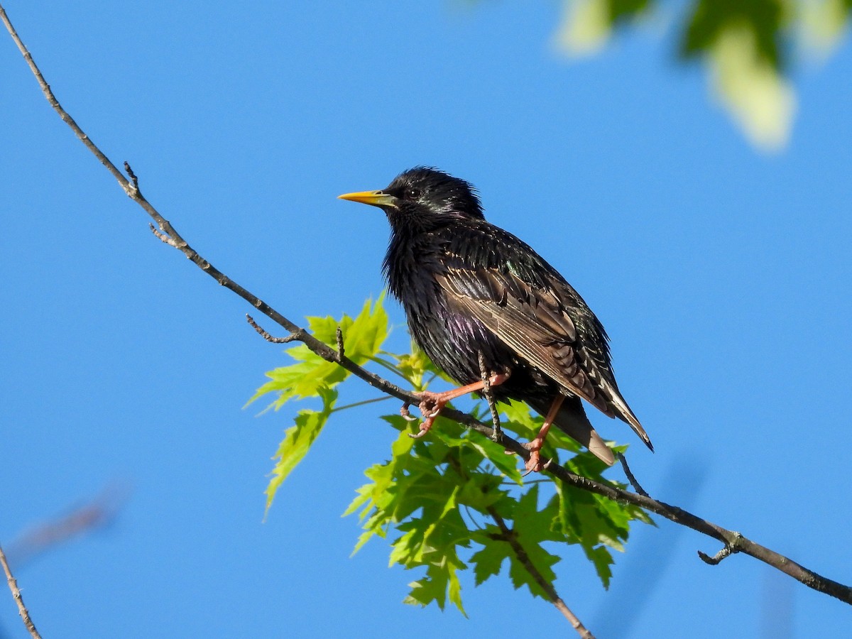 European Starling - Ellen Star