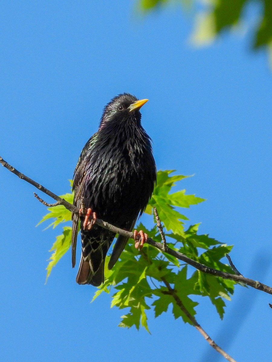 European Starling - Ellen Star