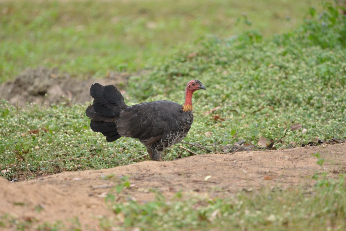 Australian Brushturkey - ML619604242