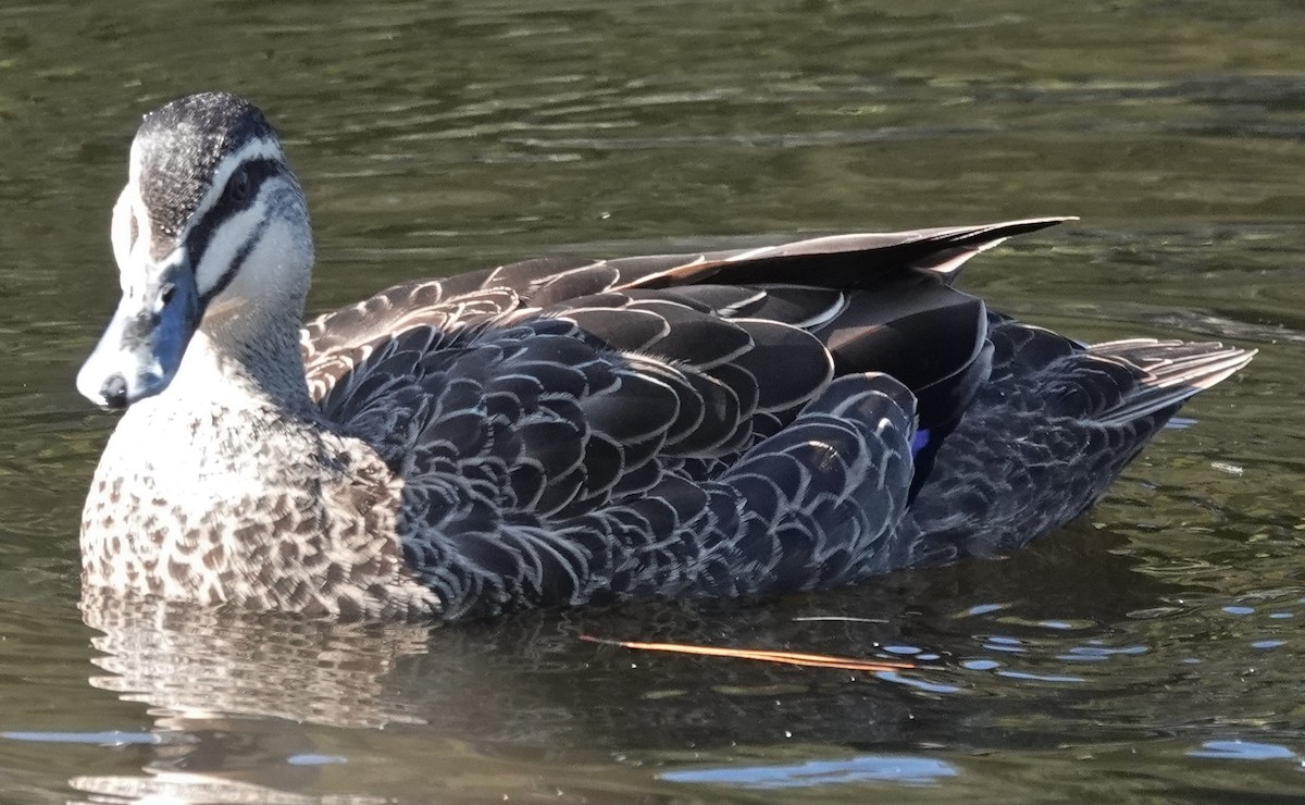 Pacific Black Duck - Alan Coates