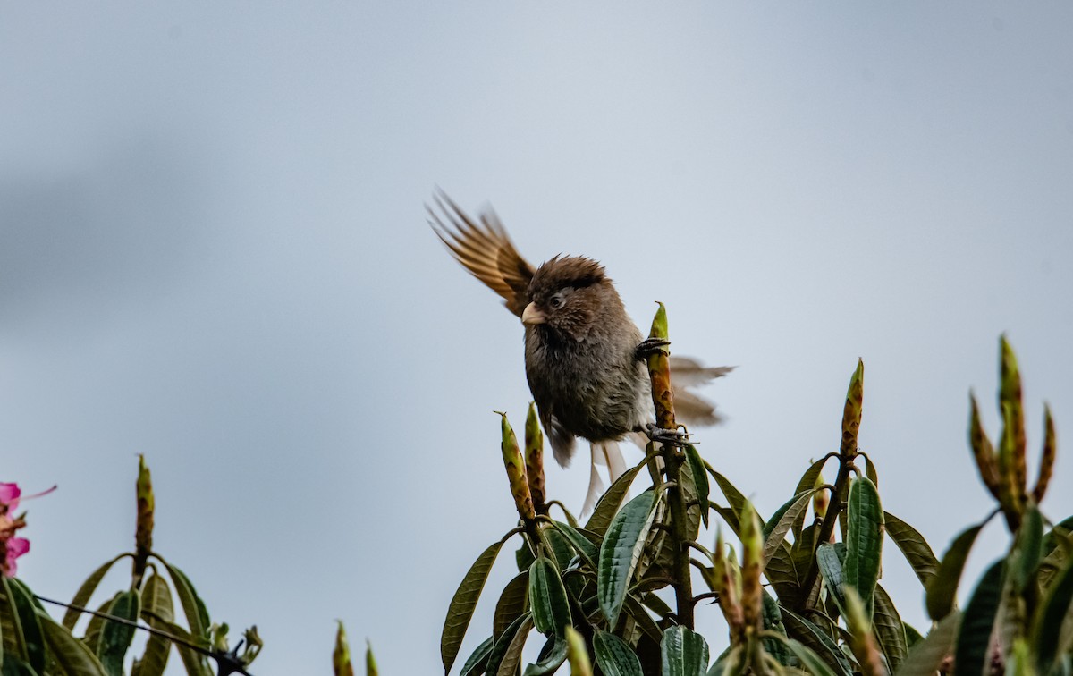 Brown Parrotbill - Arun Raghuraman