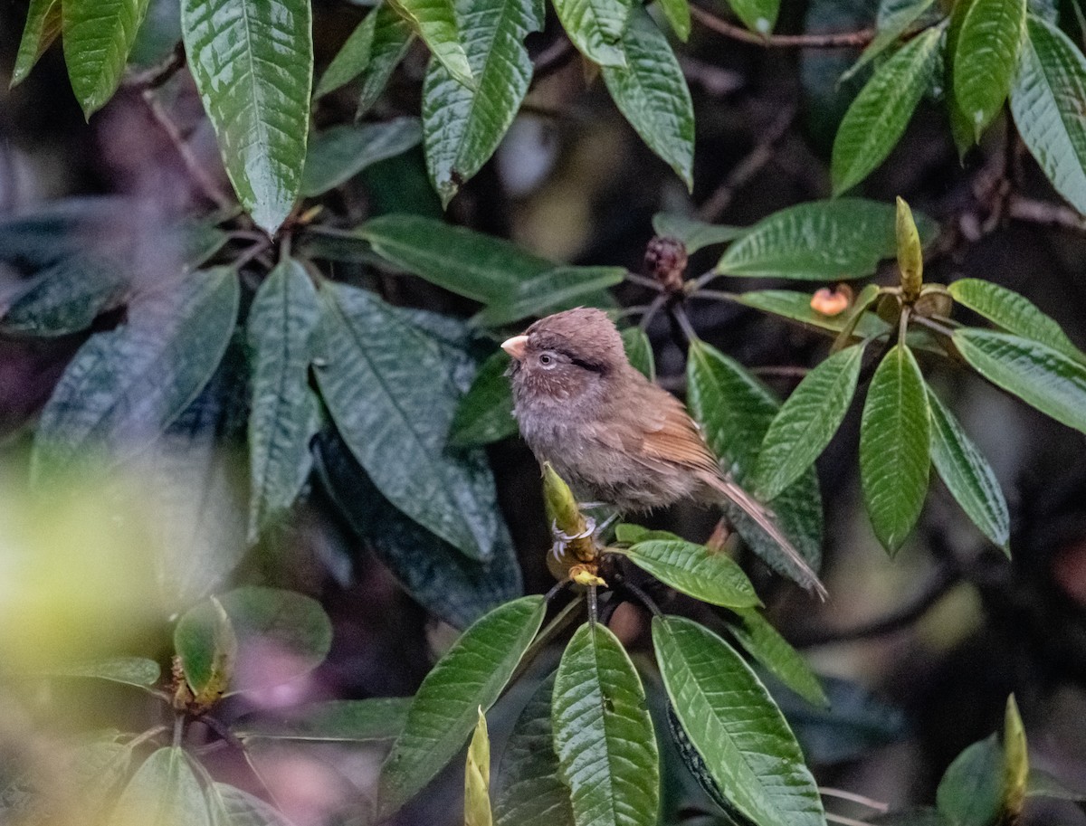 Brown Parrotbill - Arun Raghuraman