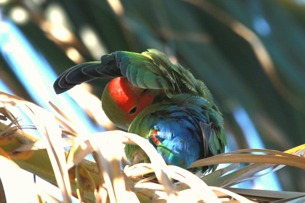 Rosy-faced Lovebird - ML619604278