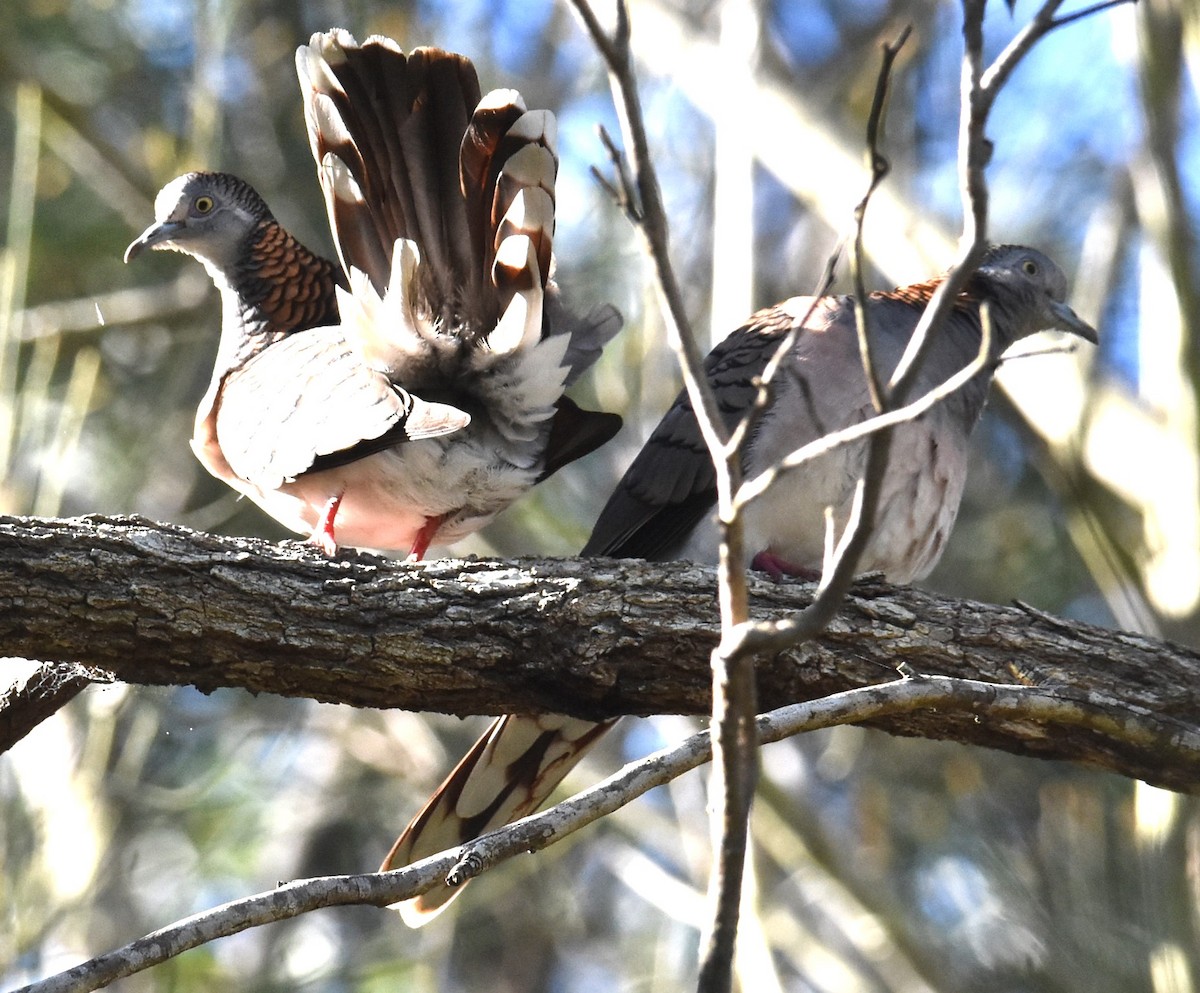 Bar-shouldered Dove - Mark Tarnawski