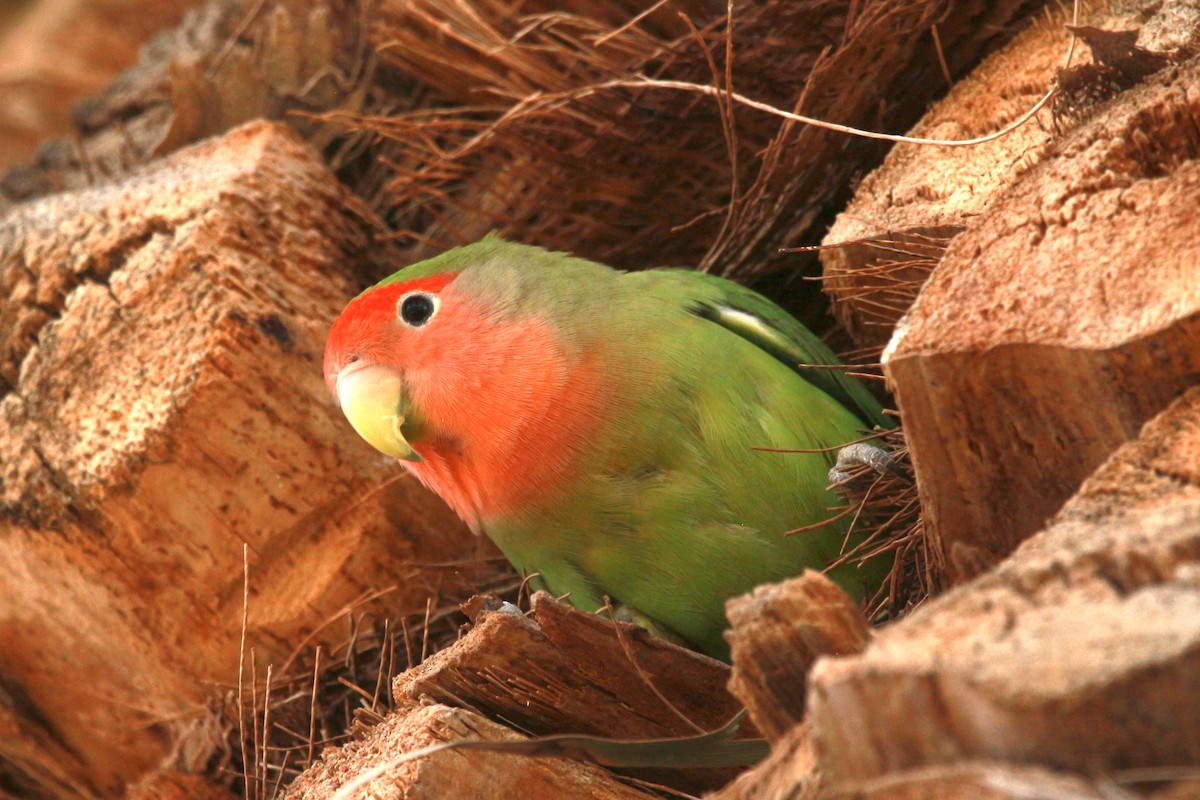 Rosy-faced Lovebird - Jesse Pline