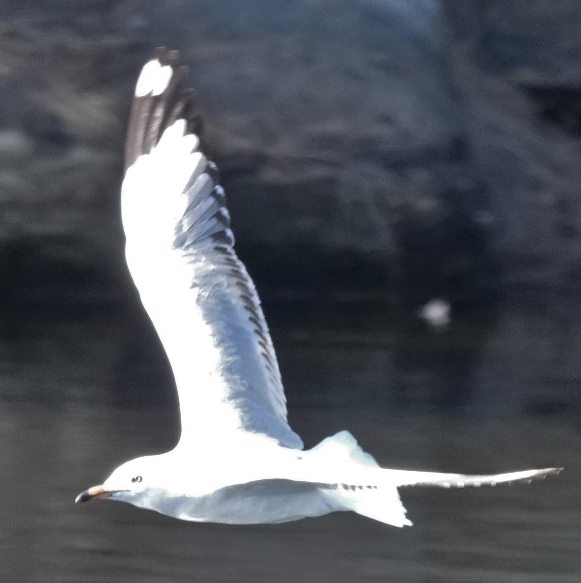 Gaviota Plateada (australiana) - ML619604289