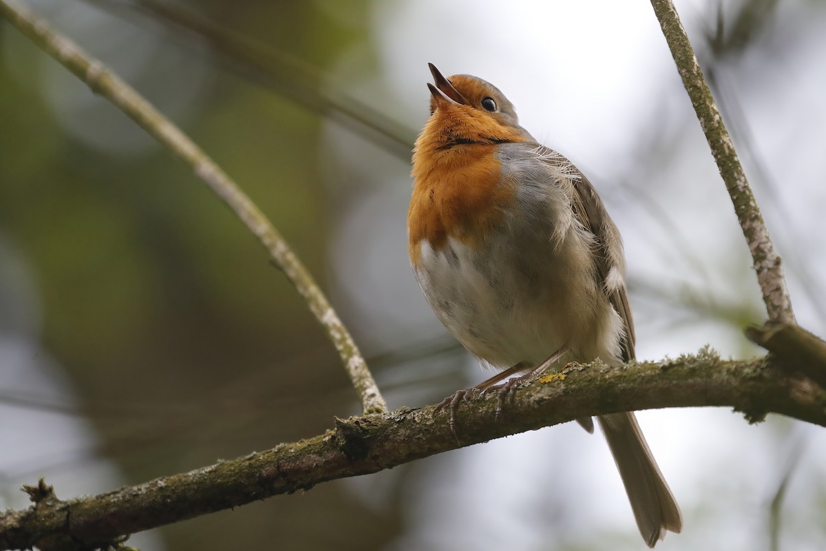 European Robin - Adrian Vilca