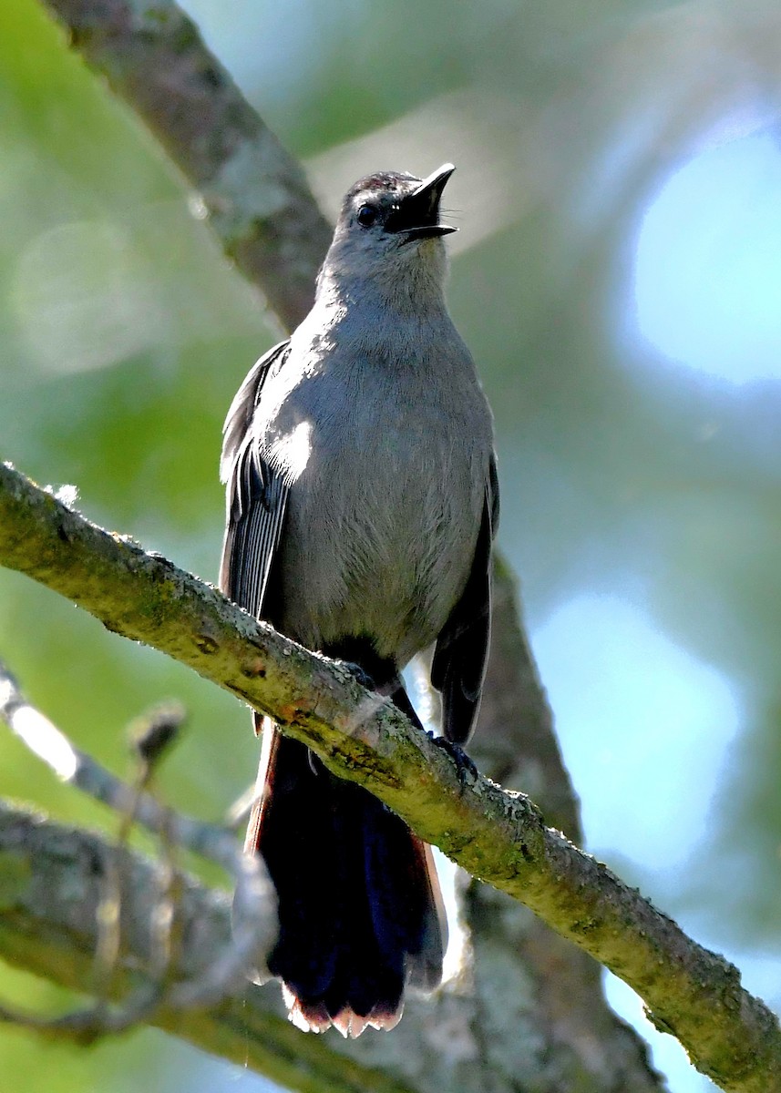 Gray Catbird - ML619604291