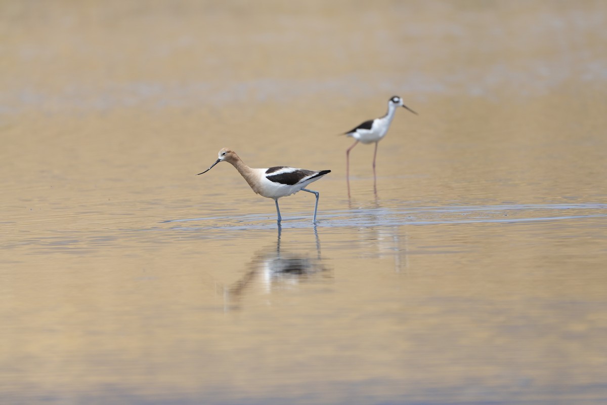 American Avocet - Joe RouLaine