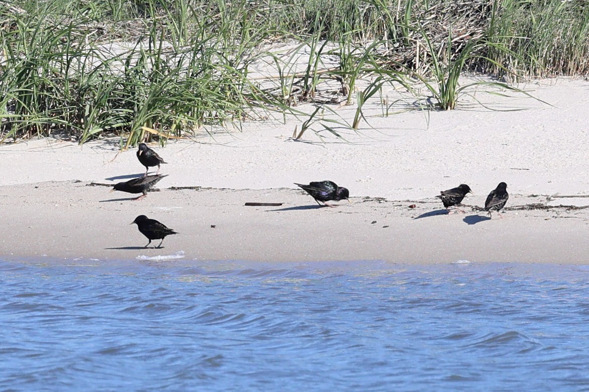 European Starling - ML619604297