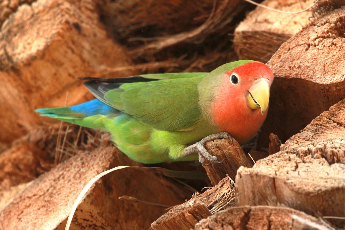 Rosy-faced Lovebird - ML619604300