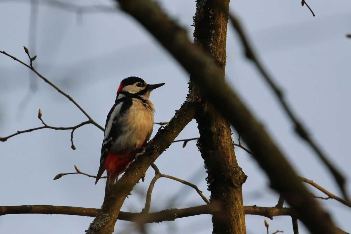 Great Spotted Woodpecker (Great Spotted) - Adrian Vilca