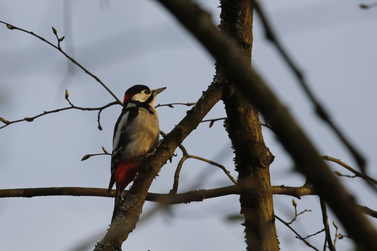 Great Spotted Woodpecker (Great Spotted) - Adrian Vilca