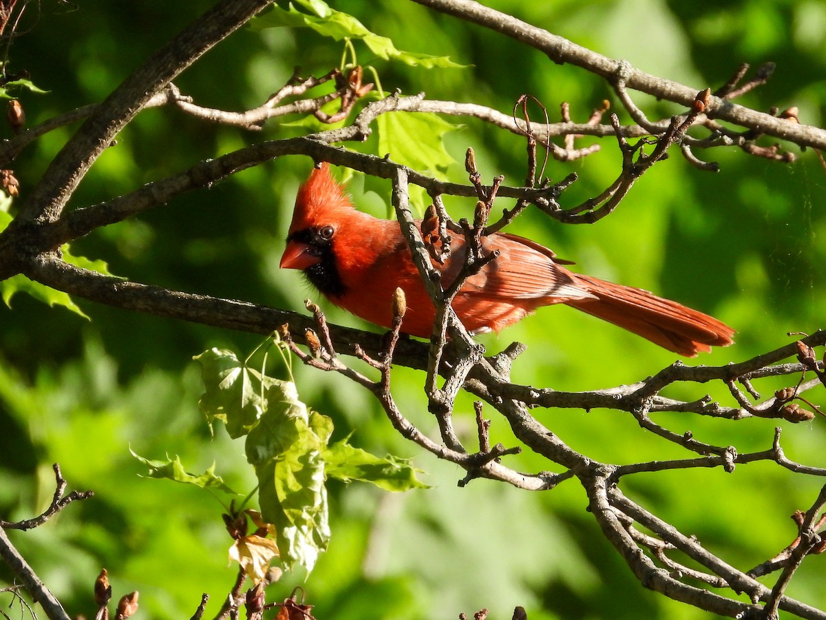 Northern Cardinal - Ellen Star