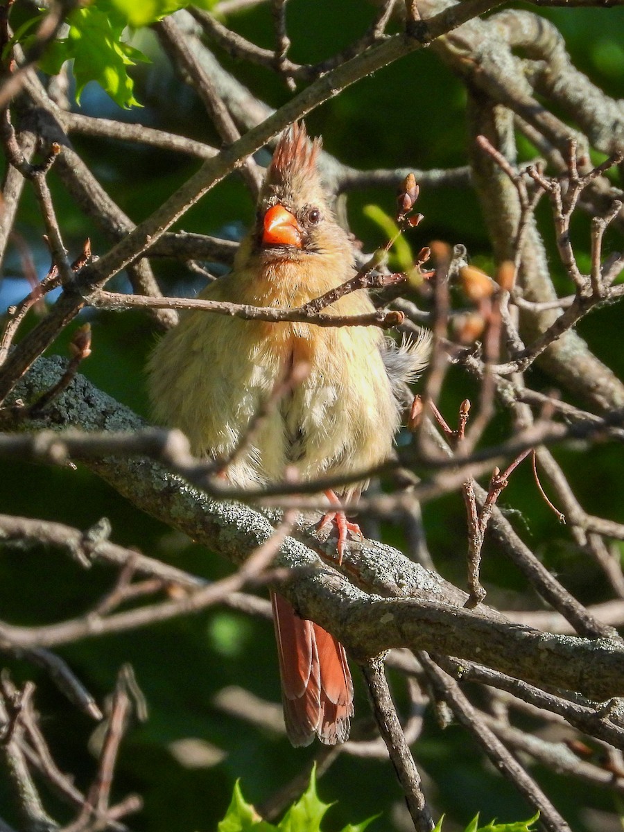 Northern Cardinal - Ellen Star