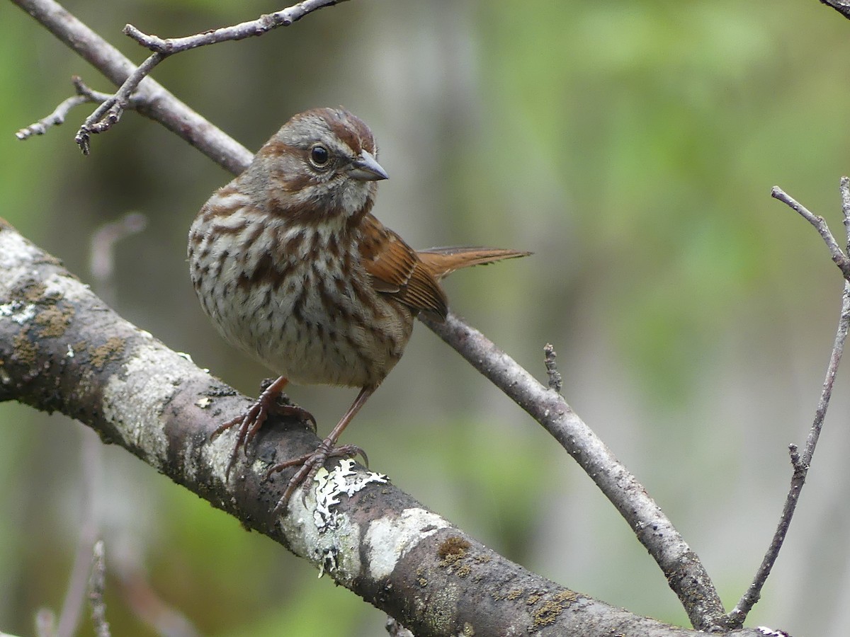 Song Sparrow - Gus van Vliet