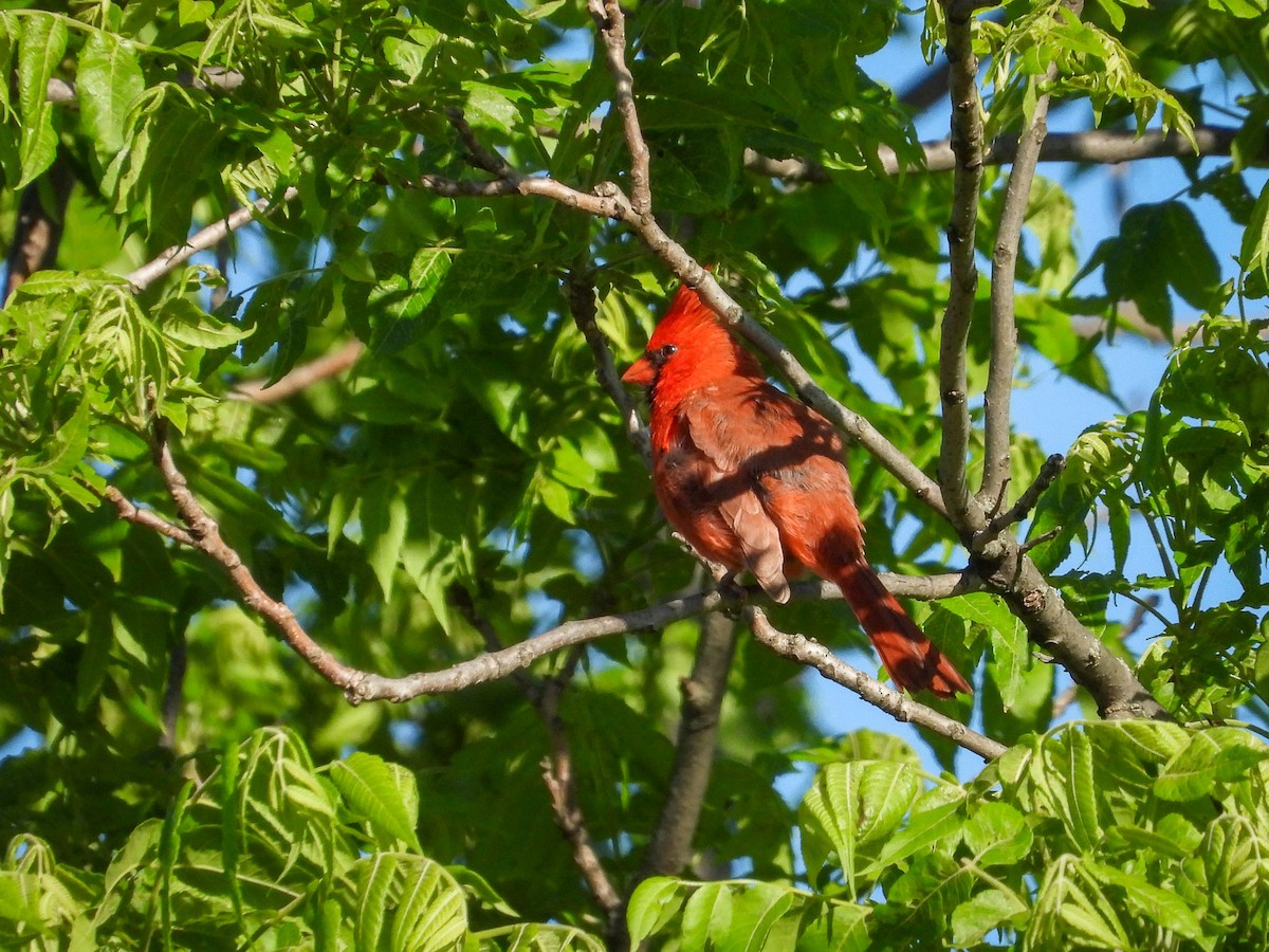 Northern Cardinal - Ellen Star