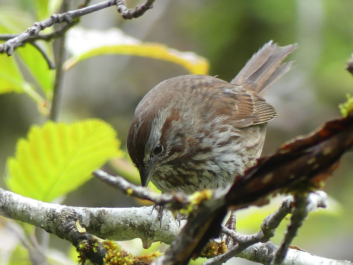 Song Sparrow - Gus van Vliet