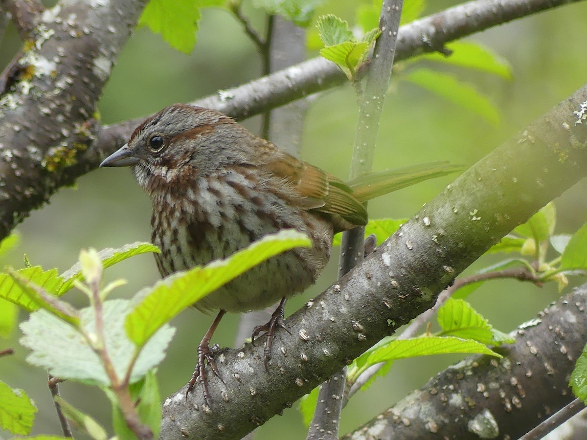 Song Sparrow - Gus van Vliet