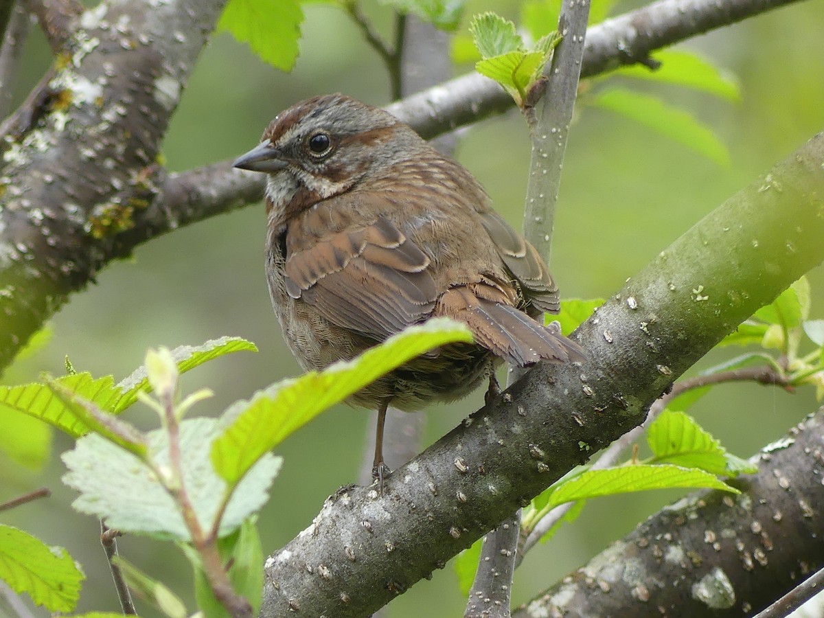 Song Sparrow - Gus van Vliet