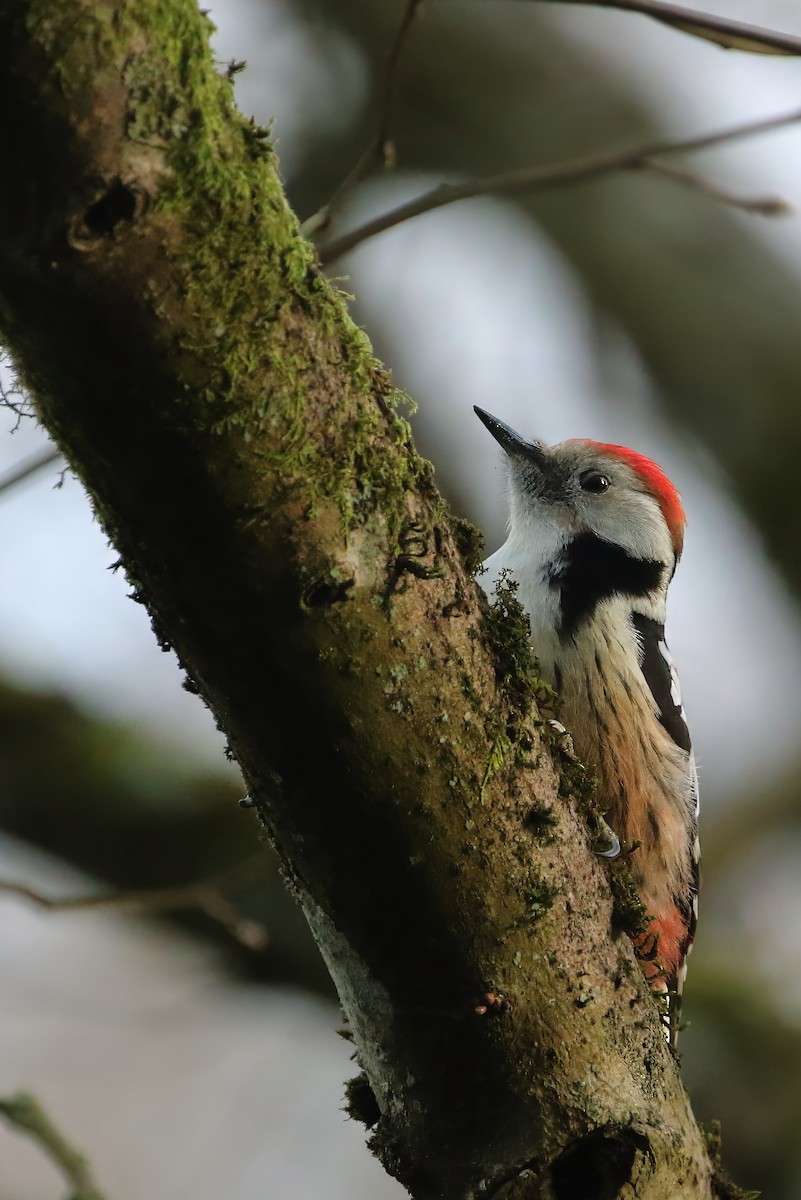 Middle Spotted Woodpecker - Adrian Vilca