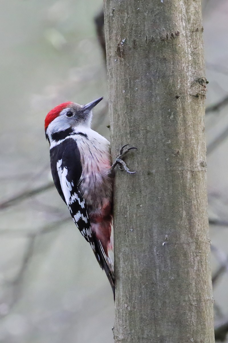 Middle Spotted Woodpecker - Adrian Vilca