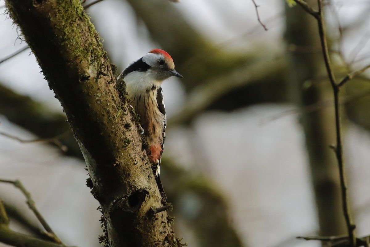 Middle Spotted Woodpecker - Adrian Vilca