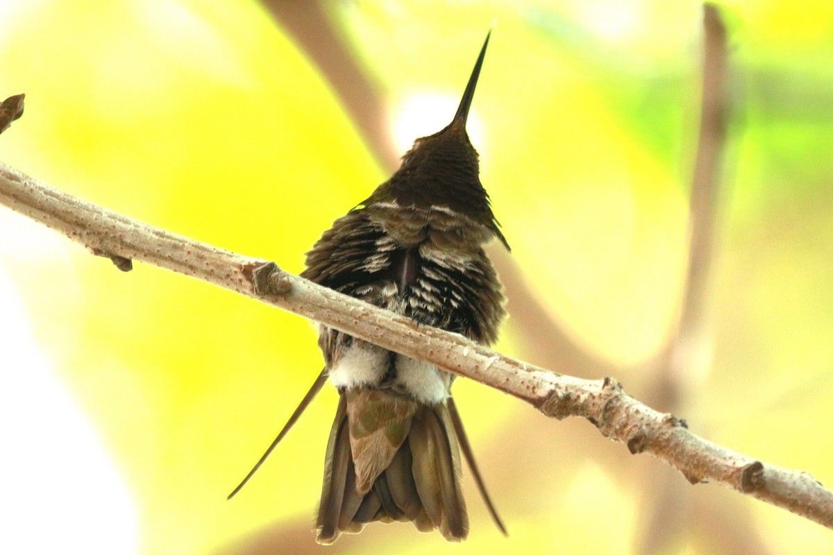 Anna's Hummingbird - ML619604338