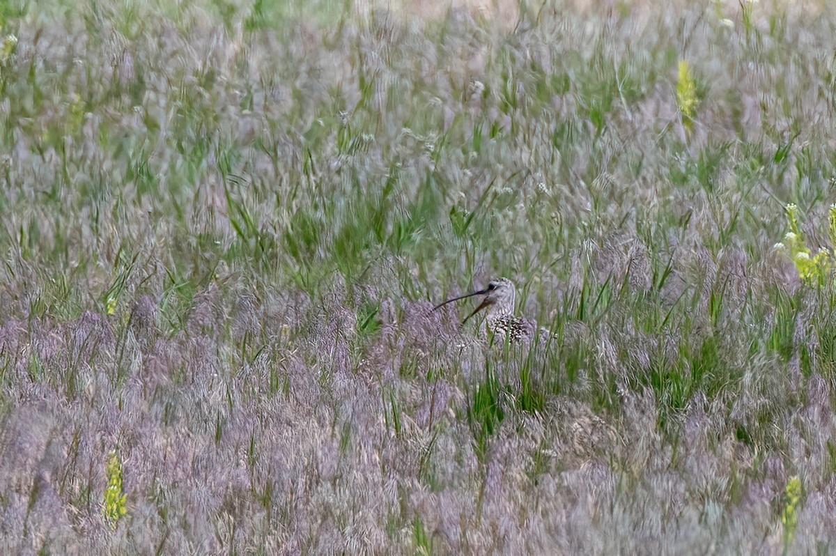 Long-billed Curlew - Scott O'Donnell