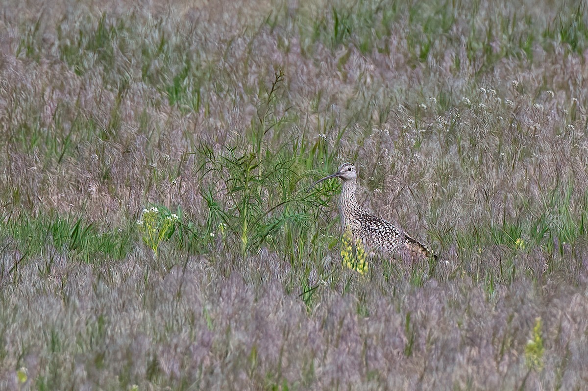 Long-billed Curlew - Scott O'Donnell