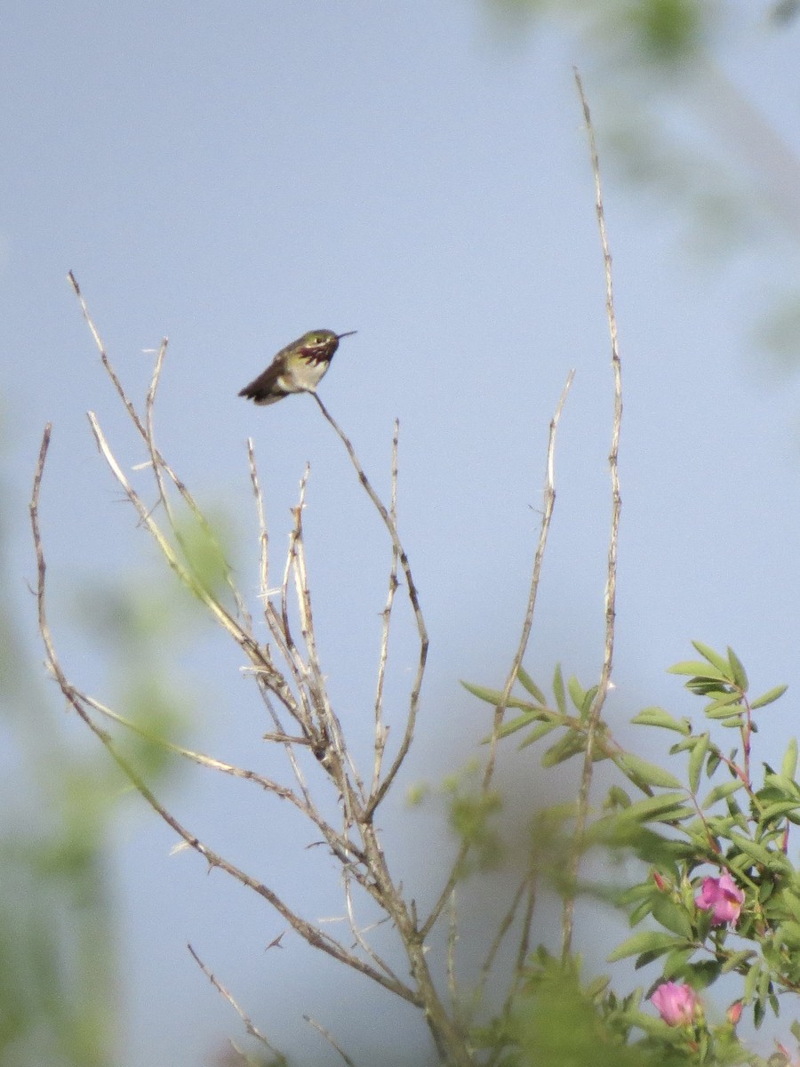 Calliope Hummingbird - Peter Lacey