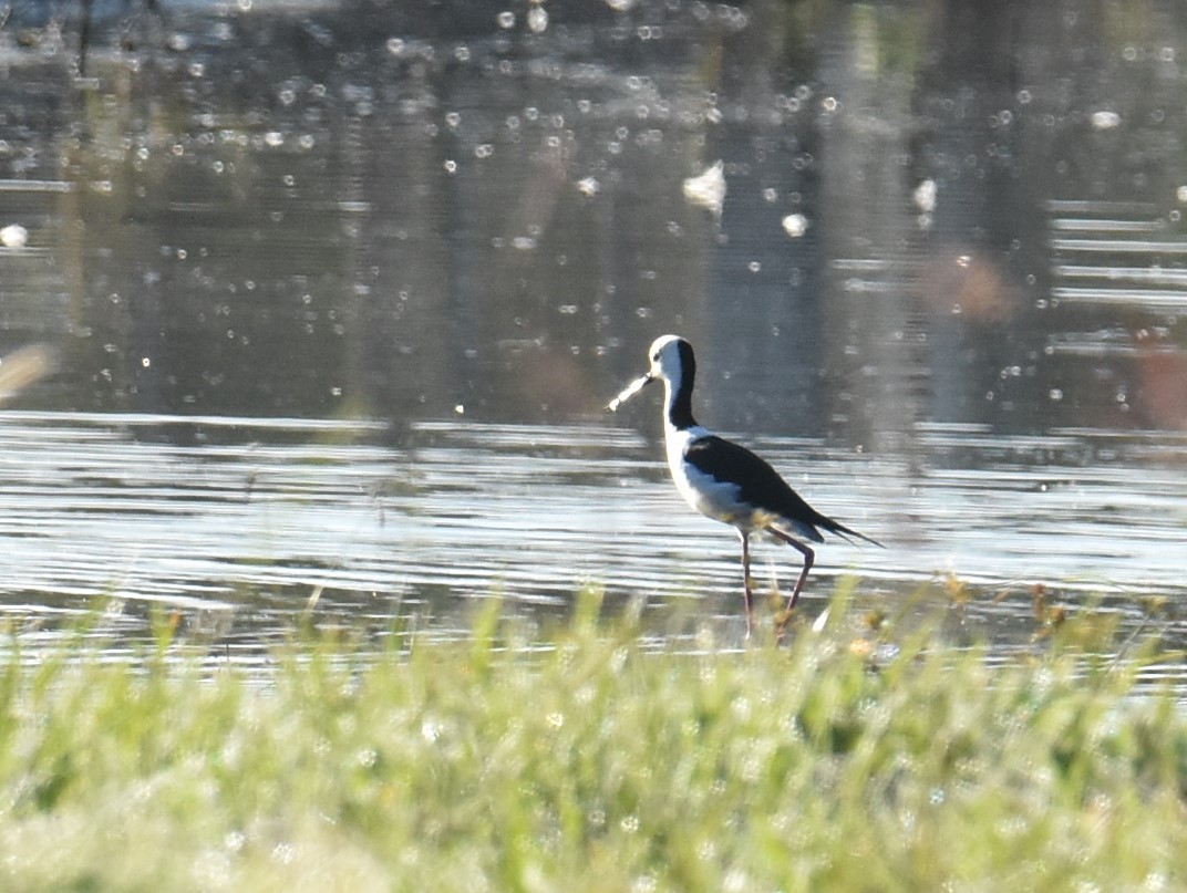 Pied Stilt - ML619604353