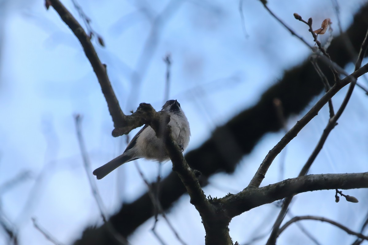 Marsh Tit - ML619604355