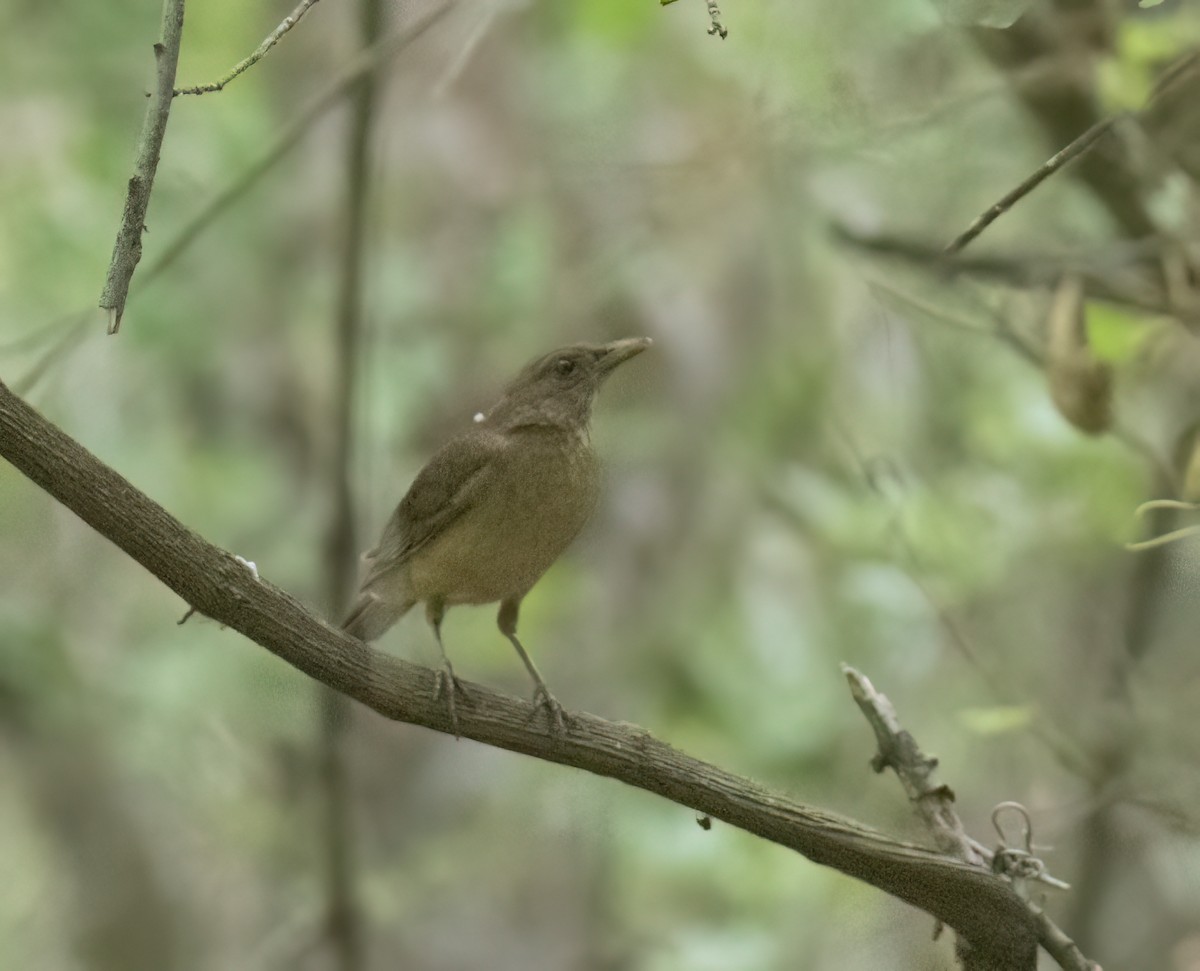 Clay-colored Thrush - Jimmy McMorran