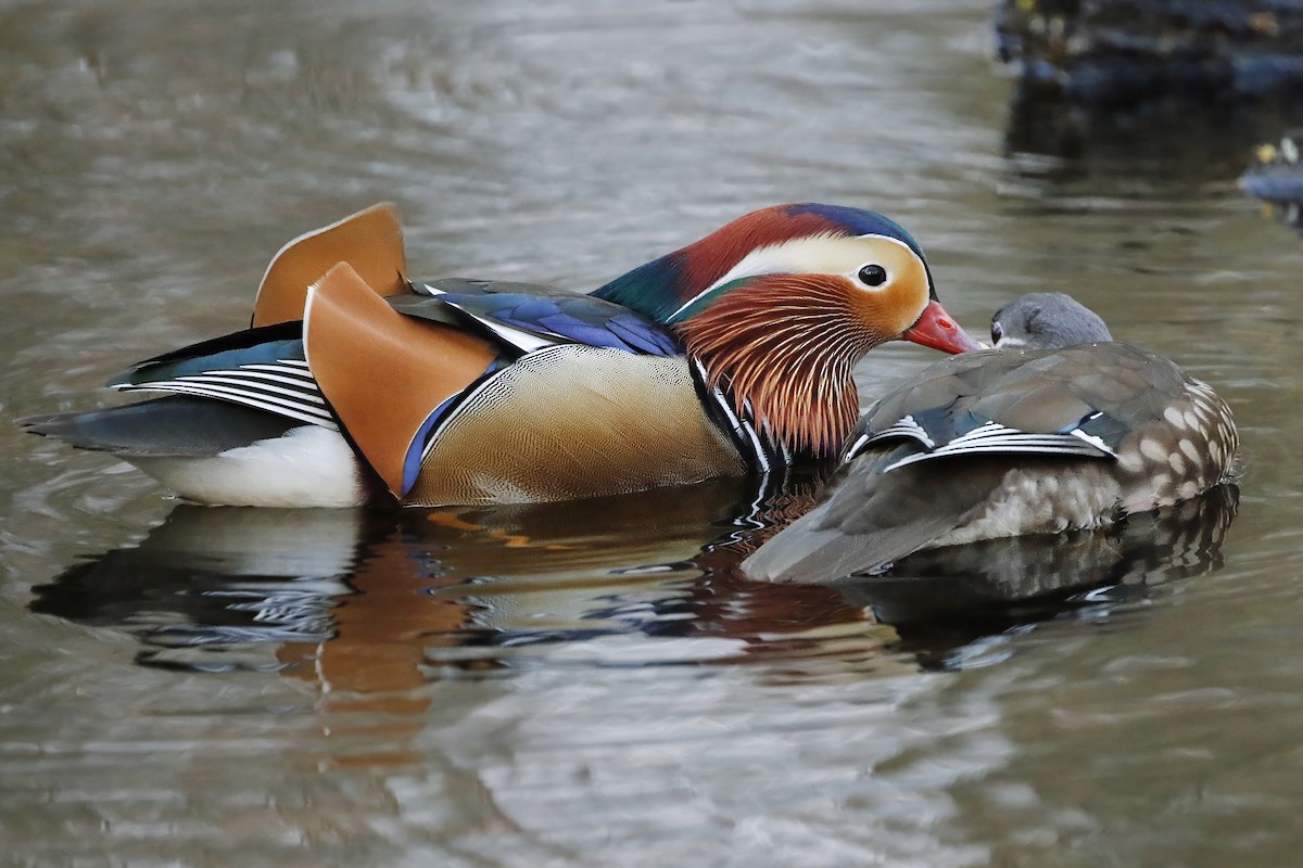 Mandarin Duck - Adrian Vilca