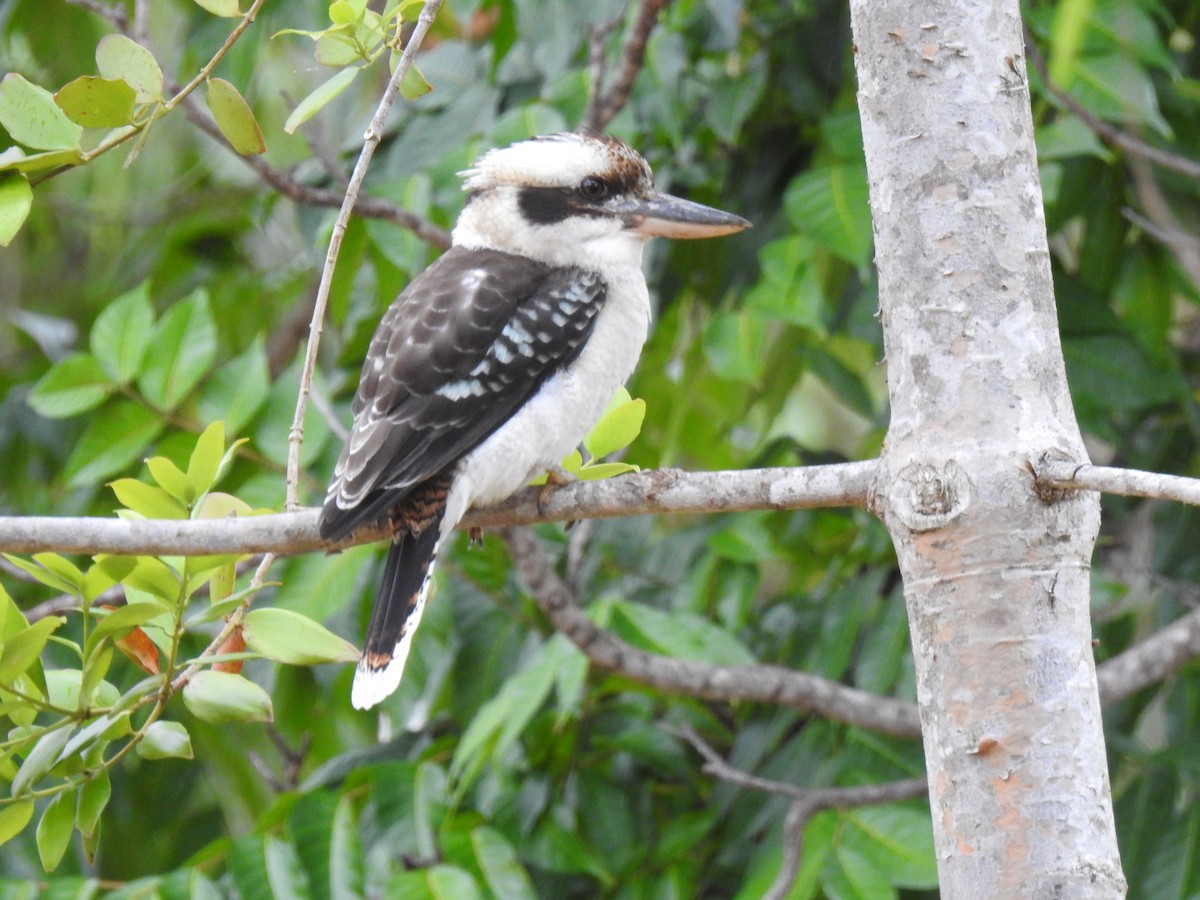 Laughing Kookaburra - Monica Mesch