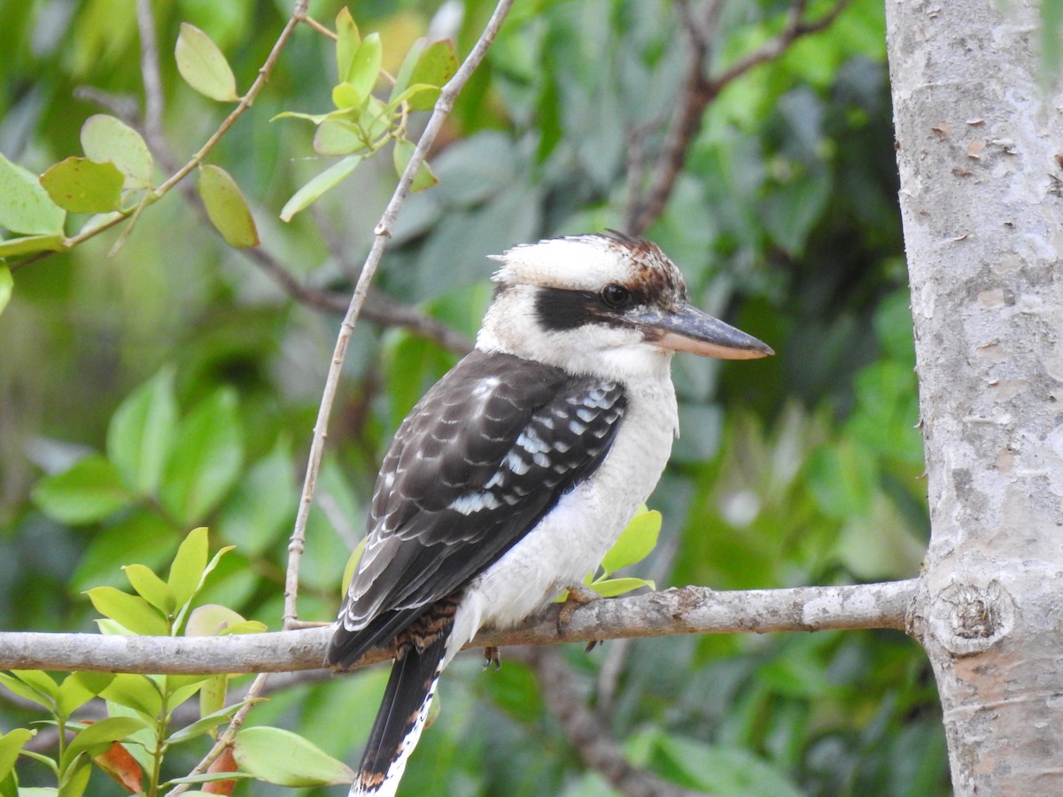 Laughing Kookaburra - Monica Mesch