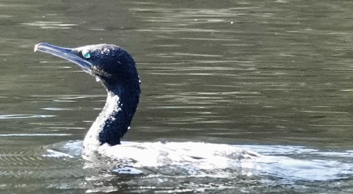 Little Black Cormorant - ML619604365