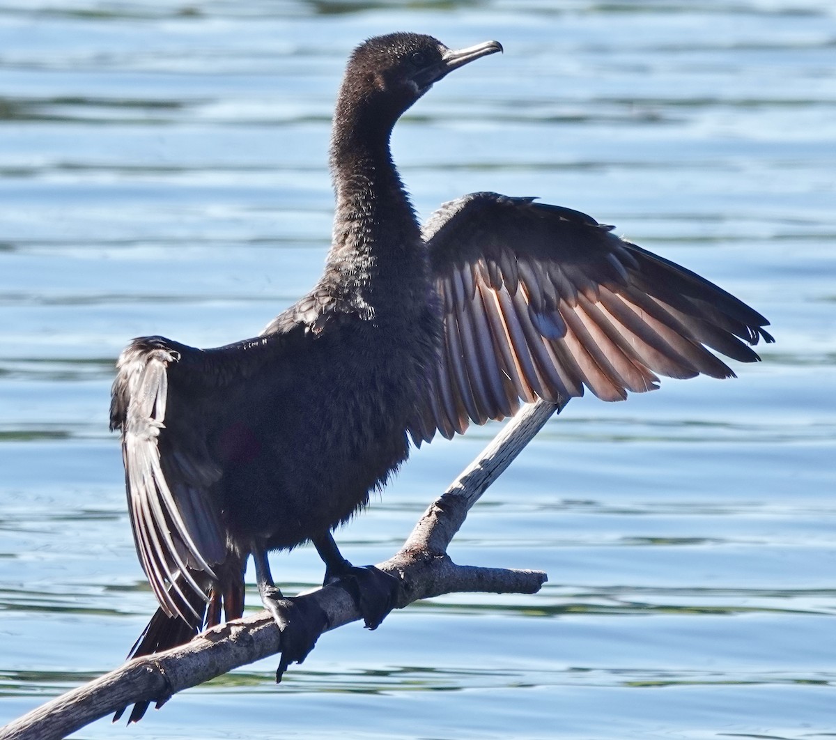 Little Black Cormorant - Alan Coates