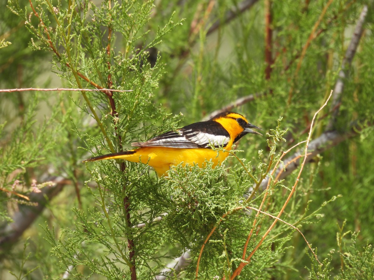 Bullock's Oriole - Barry Stephenson