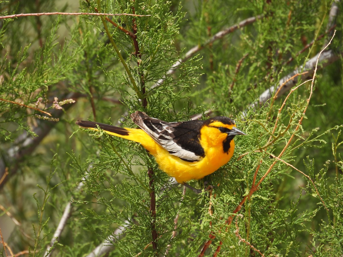 Bullock's Oriole - Barry Stephenson