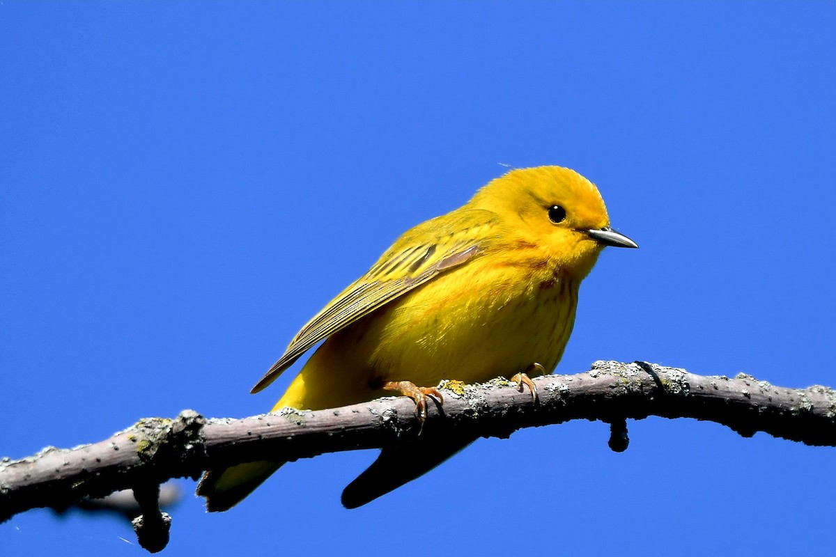Yellow Warbler - Joe Gadbois