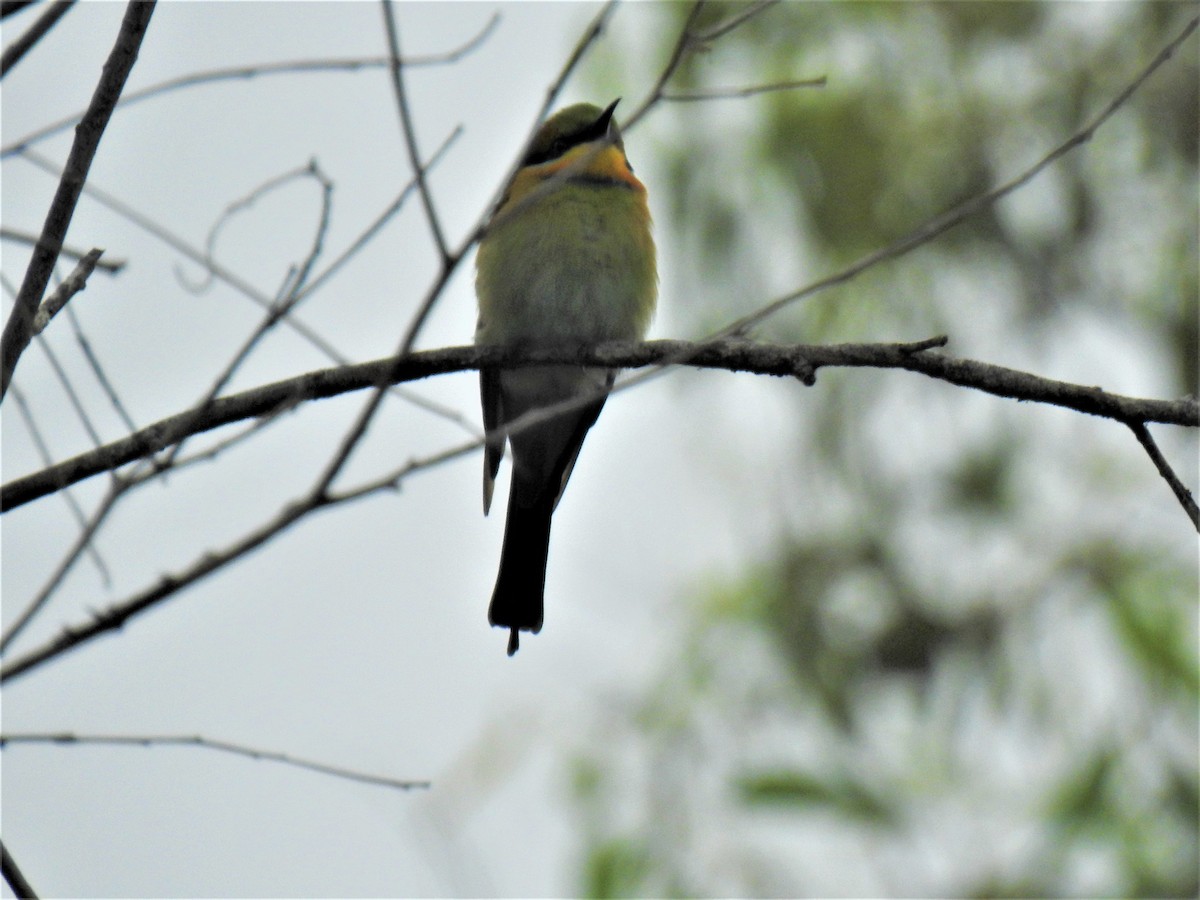 Rainbow Bee-eater - Monica Mesch