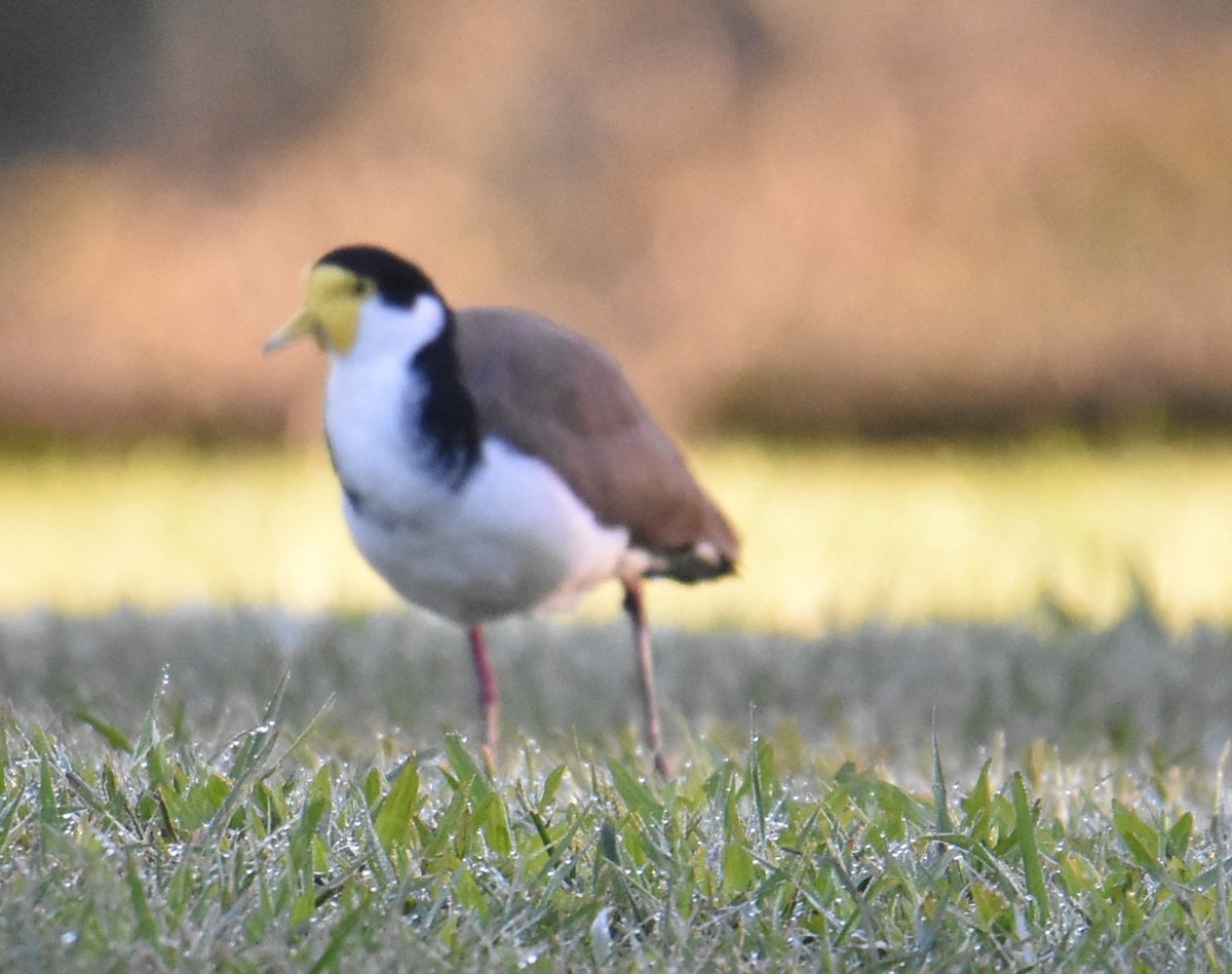 Masked Lapwing (Black-shouldered) - ML619604385