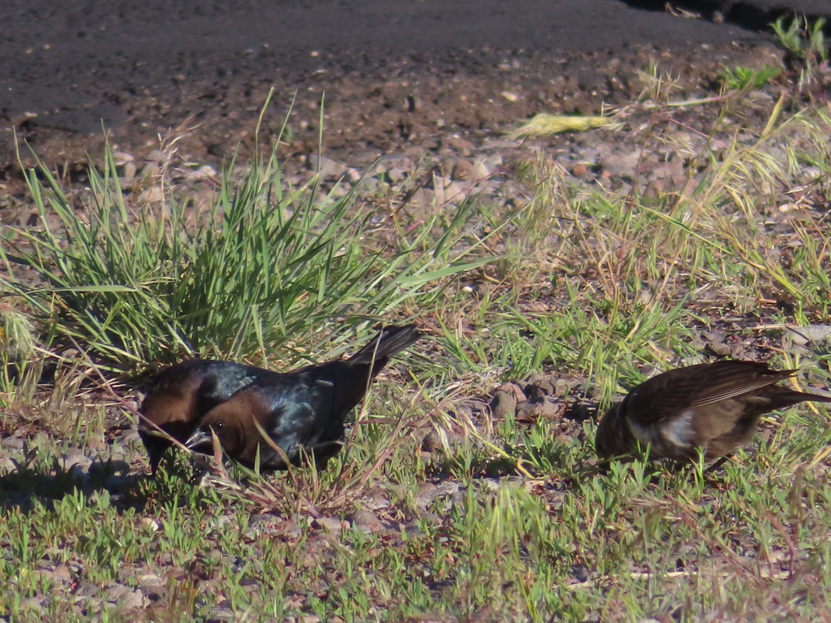 Brown-headed Cowbird - Ursula  Mitra