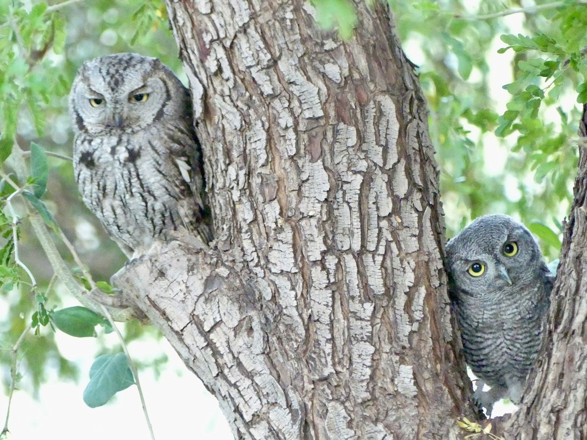 Western Screech-Owl - Dennis Wolter