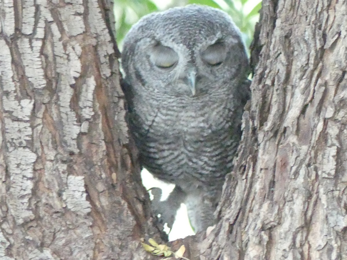 Western Screech-Owl - Dennis Wolter